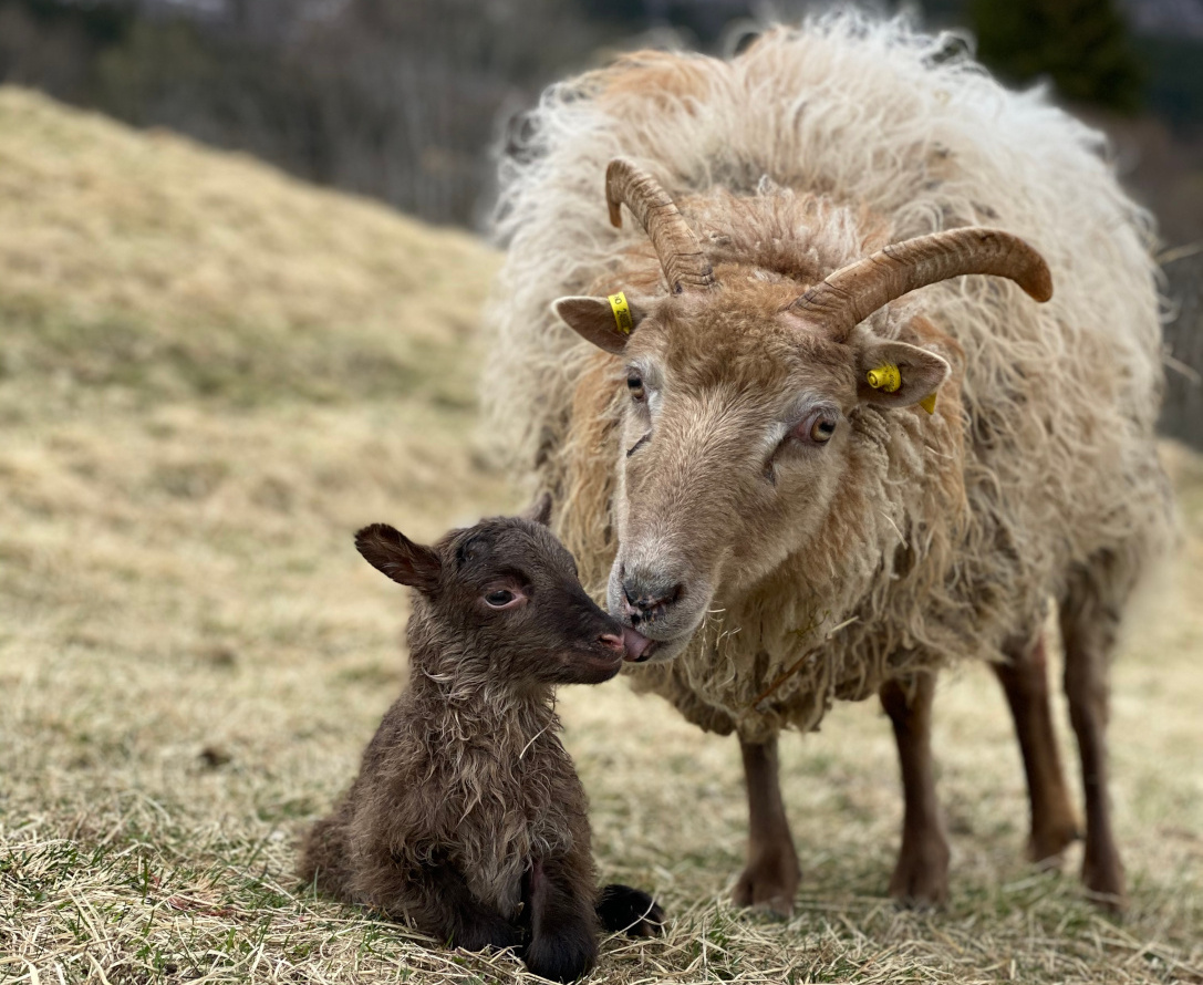 Mor med nyfødt lamb